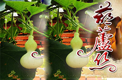 葫芦丝之乡
